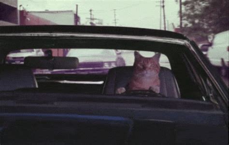 Chat Conduire Voiture Image Animated Gif