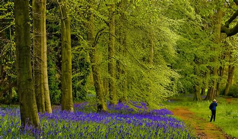 Bluebell Wood Photograph By Trevor Kersley Fine Art America