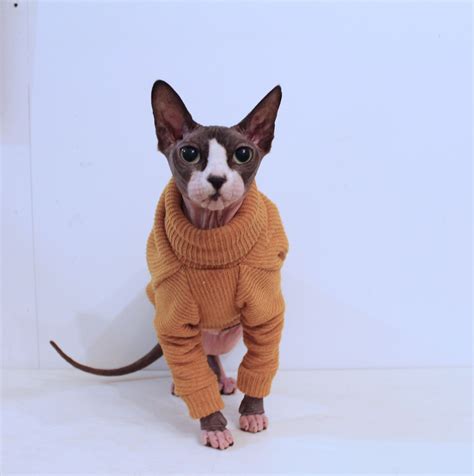 Sphynx Cat Clothes Animal Friends