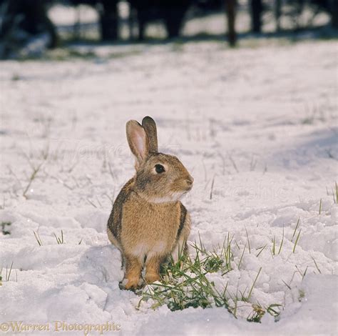 Rabbit In Snow Photo Wp35168