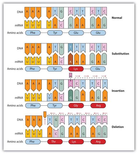 Types Of Mutations Points Substitution A Level Biology