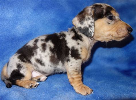 79 Dapple Long Haired Dachshund Puppy For Sale Photo Bleumoonproductions