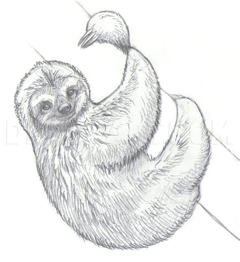 How To Draw Sloths Step By Step Drawing Guide By Makangeni Sloth Drawing