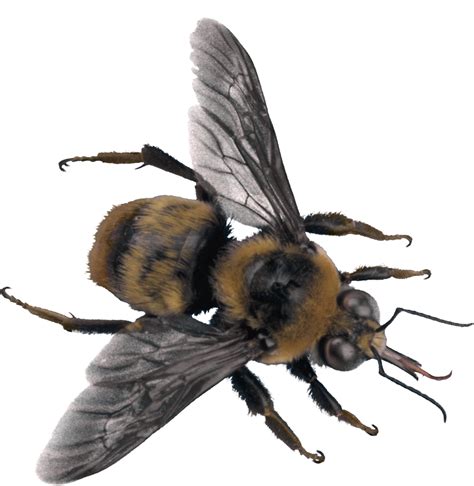 Bee Png Transparent Png Image Collection