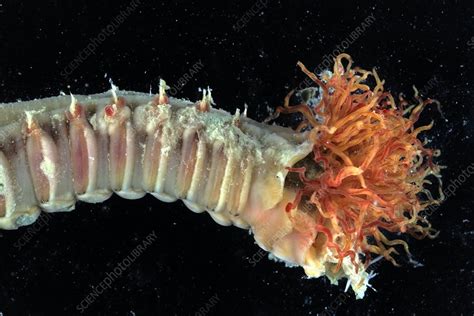 Polychaete Marine Worm Stock Image C0113188 Science Photo Library