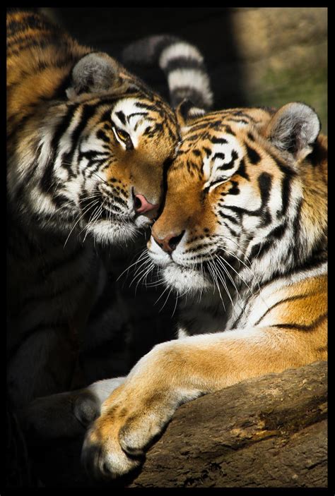 Tiger Love By J0s2m21 On Deviantart