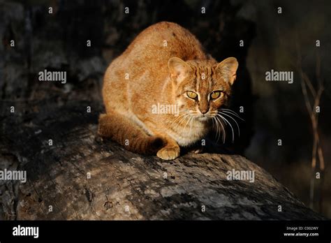 A Male Rusty Spotted Cat The Smallest Wild Cat In The World Sunning