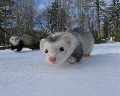 Snow Weasels Justinluv Flickr