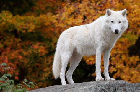 Pencapaian tak tiba dengan mudah. A White Arctic Wolf Standing On A Rock Stock Photo ...