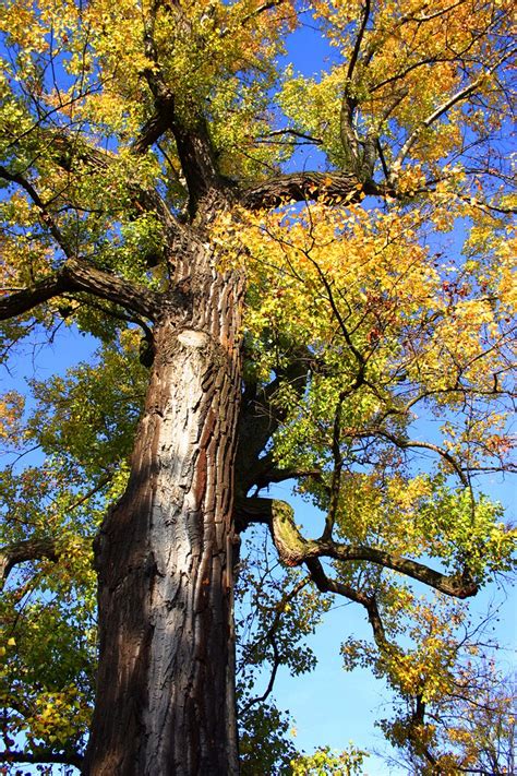 Autumn Trees Free Photo Download Freeimages