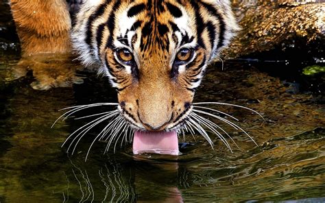 Animal Tiger Hd Wallpaper