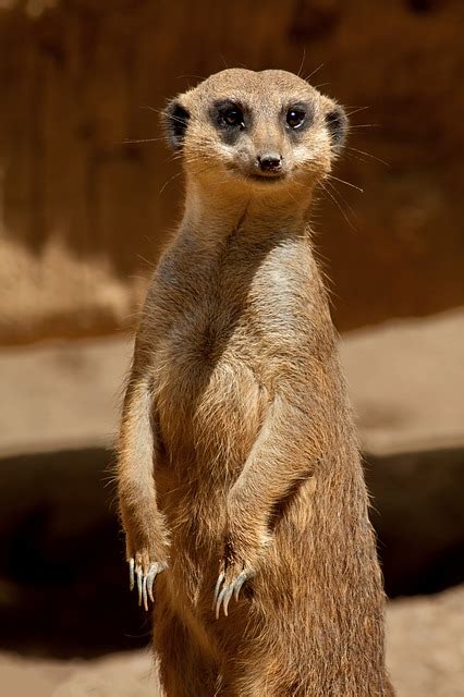 Free Photo Meerkat Savannah Africa Safari Free Image