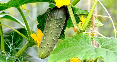 How To Grow Cucumbers Growing Cucumbers Cucumber Plant Cucumber