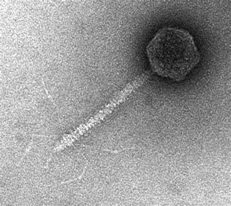 .procariota es sobre virus, bacteriófago, procariota, fago lambda, las bacterias, phi x 174, celular, la cápside, el virus de la clasificación, bacteriófago ms2, la replicación viral. Bacteriophage Lambda by VirionForLife on DeviantArt