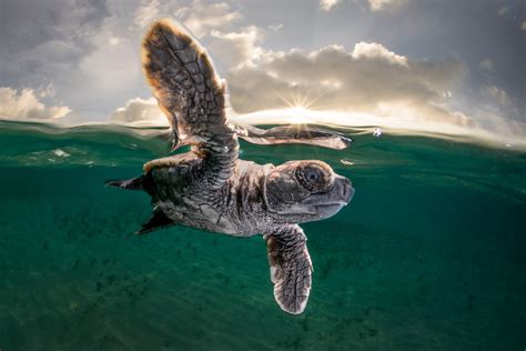 Hawksbill Turtle Image National Geographic Your Shot Photo Of The Day