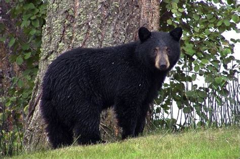 Black Bears My Musings Great Lakes Explorer
