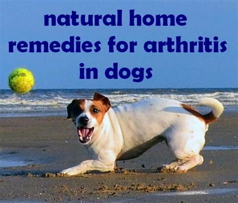 Arthritis In Dogs Treatment Natural Home Remedies And Symptoms