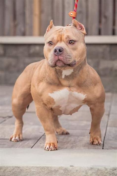 der größte pitbull größte der welt