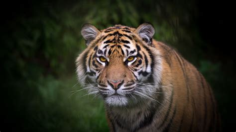 Tiger Predator Cat Wallpapers Hd Desktop And Mobile Backgrounds