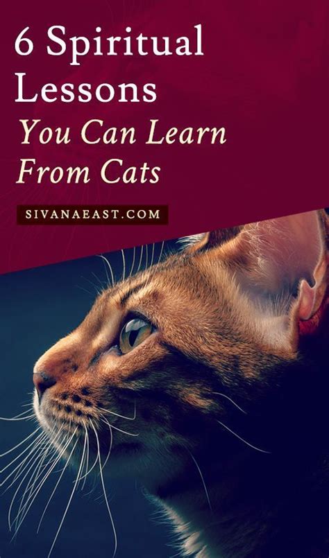 6 Spiritual Lessons You Can Learn From Cats Cat Spirit Cat Spirit