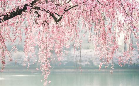 Download 1920x1200 Wallpaper Japan Cherry Blossom Tree Flowers