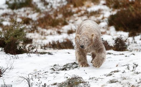 Hamish The Polar Bears White Coat Is Transformed After A Very Muddy