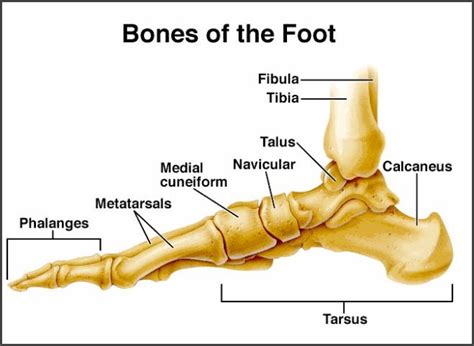 Skeletal System Teaching Resources And Downloads Anatomy
