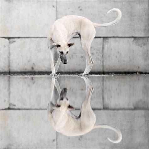 20 Truly Beautiful Water Reflection Photography Design Swan Dog