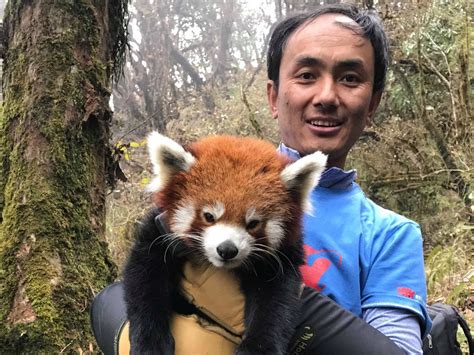 Sonam Lama Wins Whitley Award For Red Panda Conservation Red Pandazine