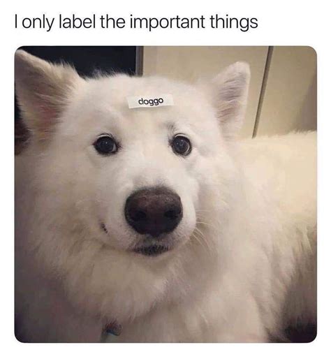 Pin By Felix Lee On Doggo Memes Cute Dog Memes Funny Animal Memes