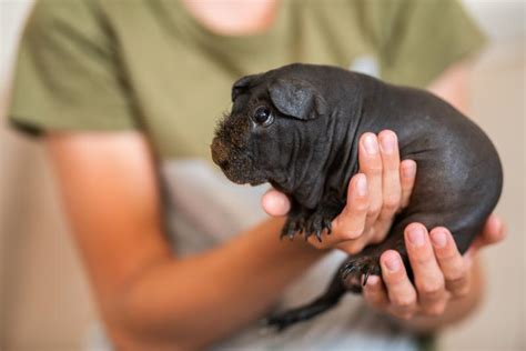 Hairless Guinea Pig Breeds The Naked Truth About Their Care