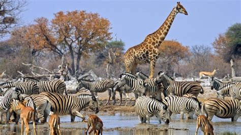 Namibia Wildlife Safari Africas Next Top Destination For