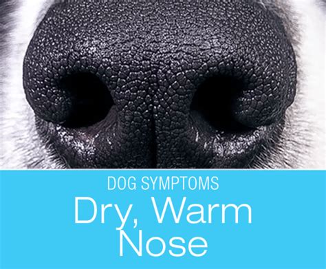 Dry Nose In Dogs Does Your Dog Nose Reflect Their Health