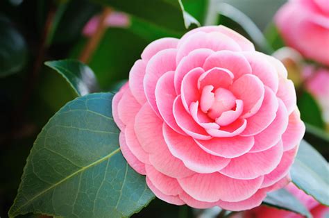 Camellia Pictures Download Free Images On Unsplash