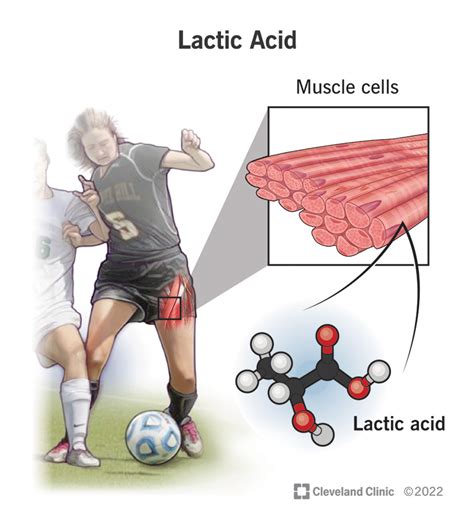 What Is Lactic Acid Protective Effects Of Lactic Acid On Force