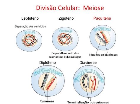 Diviso Celular Meiose Diviso Celular Meiose Intrfase Intrfase