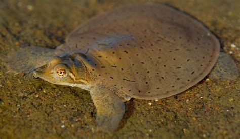 Red And The Peanut More Midland Smooth Softshell Turtle Photos