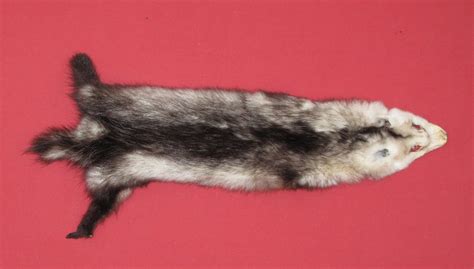 Tanned Furs Opossum 7220 0720