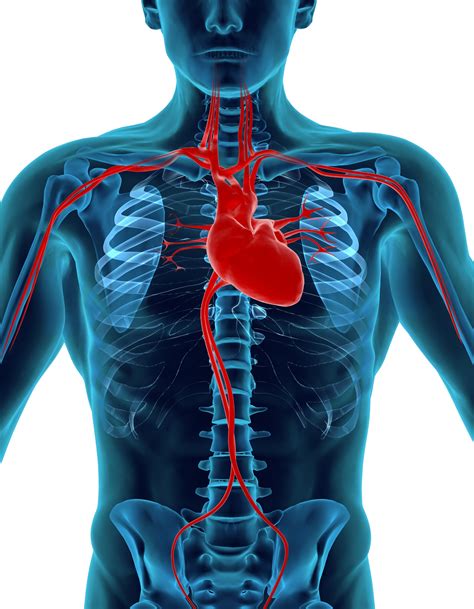 Anatomy Location Of The Heart