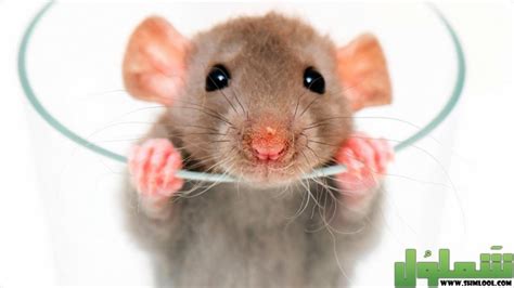 هل وجود الفئران في البيت يدل على السحر