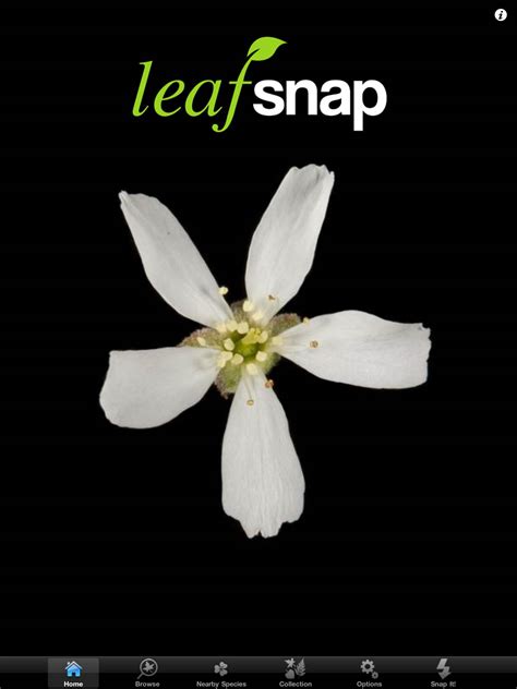 The free mobile apps use visual recognition. Leafsnap, un génial herbier interactif ! ⋆ La Souris Grise