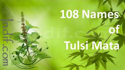 108 Names Of Tulsi By With Images Tulsi Tulsi Plant Names