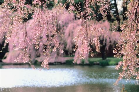 How To Care For A Weeping Cherry Tree Home Guides Sf Gate