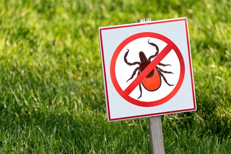 How To Identify And Treat Lawn Pests And Weeds A Guardians Handbook