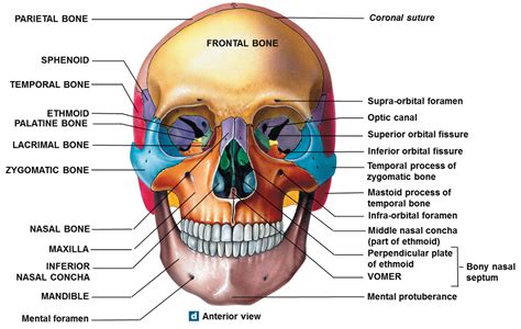 The Skull Anatomy Quiz Anatomical Charts And Posters