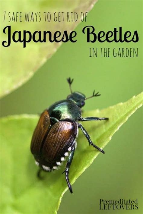 7 Safe Ways To Get Rid Of Japanese Beetles In The Garden Japanese