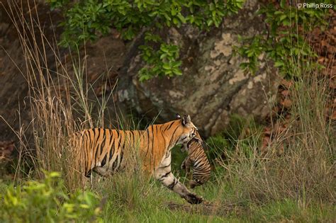 Bandhavgarh Wildlife Photography Tour Tiger Photo Tour The Outback