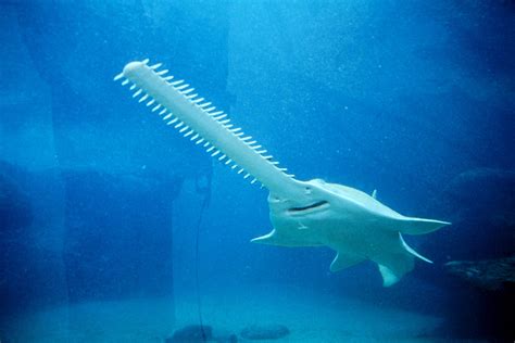Sawfish S Fearsome Snout Evolved To Be Undetectable To Prey New Scientist