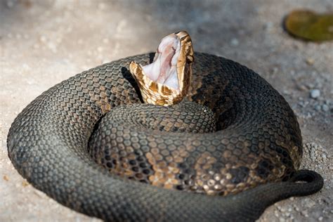 Cottonmouth Facts And Pictures Reptile Fact
