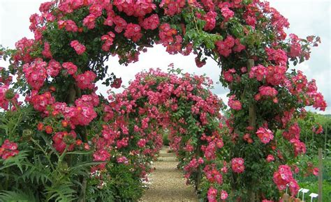 Climbing Rose Trellis Design Ideas And Practical Info Houz Buzz